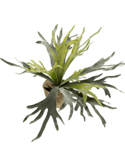 Fern Staghorn Artificial Plant Premium Faux 75cm Height