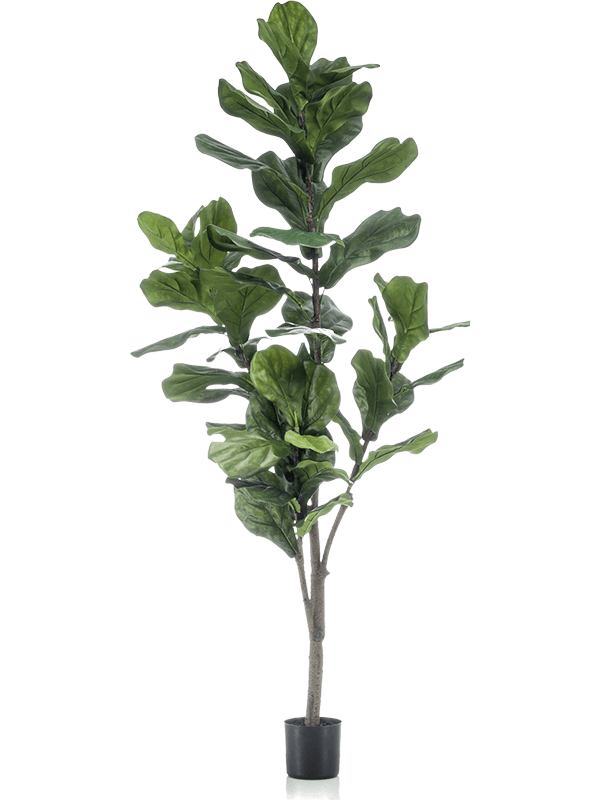 Ficus Lyrata Artificial Plant Premium Faux 150cm Height