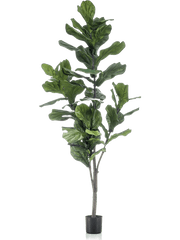 Ficus Lyrata Artificial Plant Premium Faux 150cm Height