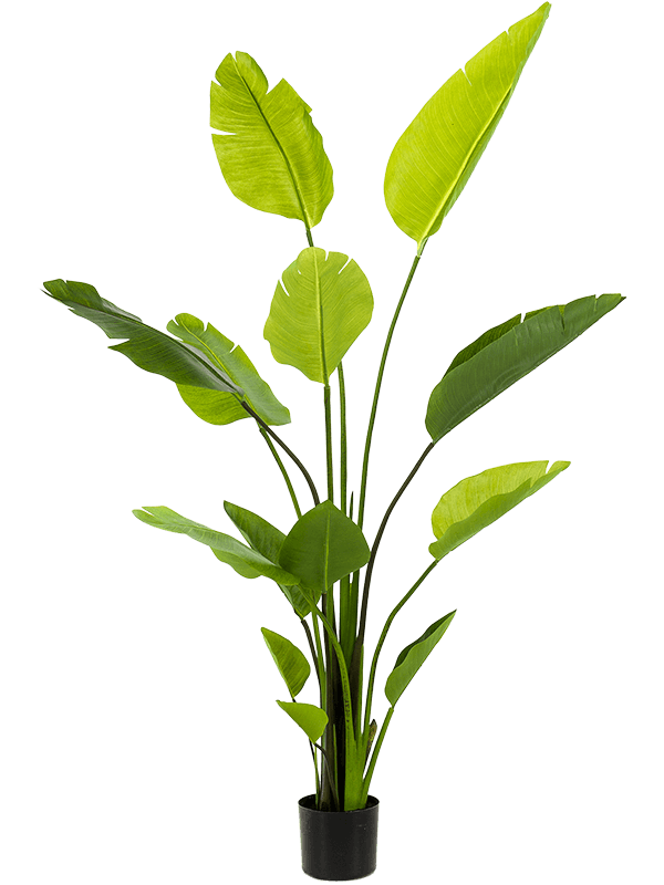Strelitzia Nicolai Artificial Plant Premium Faux 150cm Height