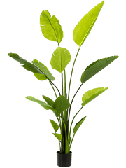 Strelitzia Nicolai Artificial Plant Premium Faux 150cm Height