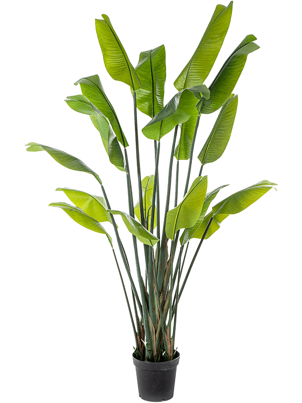 Strelitzia Traveller Artificial Plant Premium Faux 200cm Height