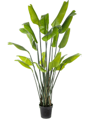 Strelitzia Traveller Artificial Plant Premium Faux 200cm Height
