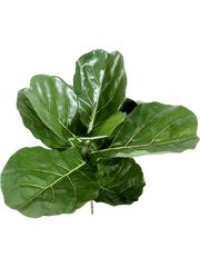 Ficus Lyrata Fiddle Artificial Plant Premium Faux 58cm Height
