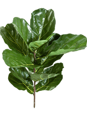 Ficus Lyrata Fiddle Artificial Plant Premium Faux 77cm Height
