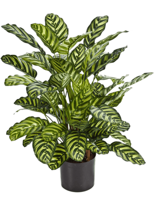 Calathea Artificial Plant Premium Faux 78cm Height