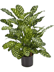 Calathea Artificial Plant Premium Faux 78cm Height