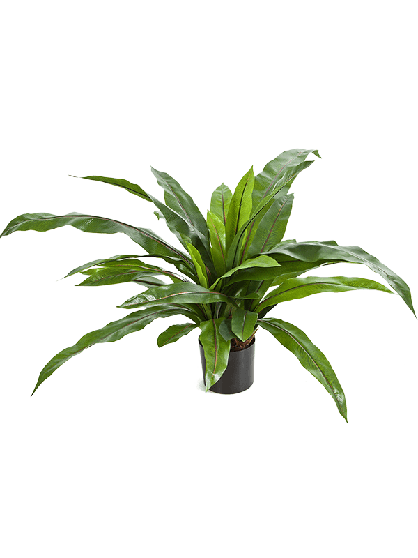 Asplenium Artificial Plant Premium Faux 80cm Height