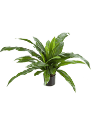 Asplenium Artificial Plant Premium Faux 80cm Height