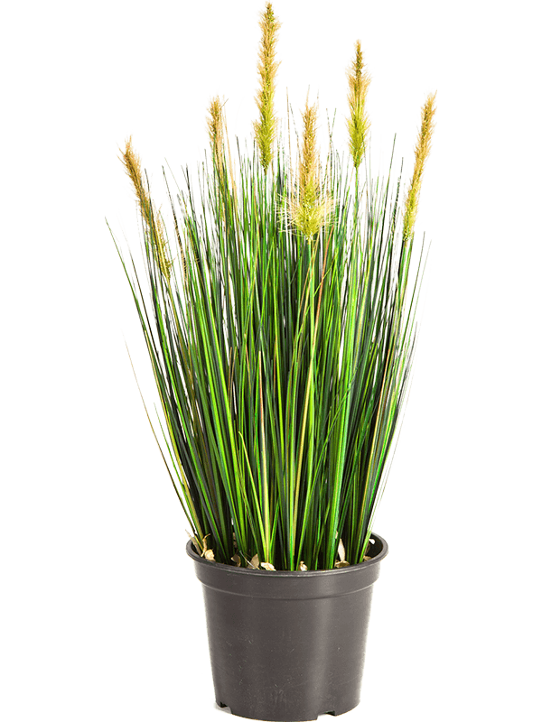 Grass Foxtail Artificial Plant Premium Faux 60cm Height