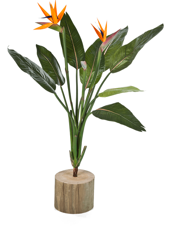 Strelitzia Artificial Plant Premium Faux 100cm Height