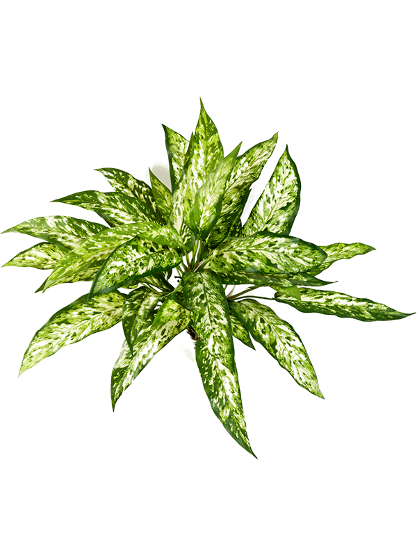 Aglaonema Artificial Plant Premium Faux 48cm Height