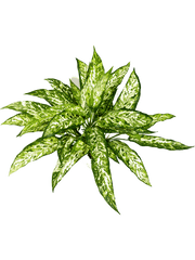Aglaonema Artificial Plant Premium Faux 48cm Height