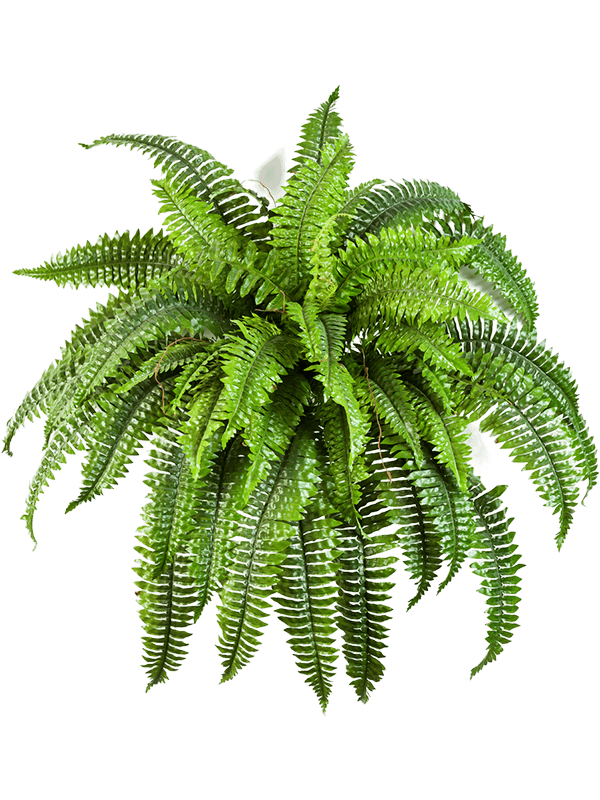 Fern Boston Artificial Plant Premium Faux 60cm Height