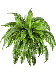 Fern Boston Artificial Plant Premium Faux 60cm Height