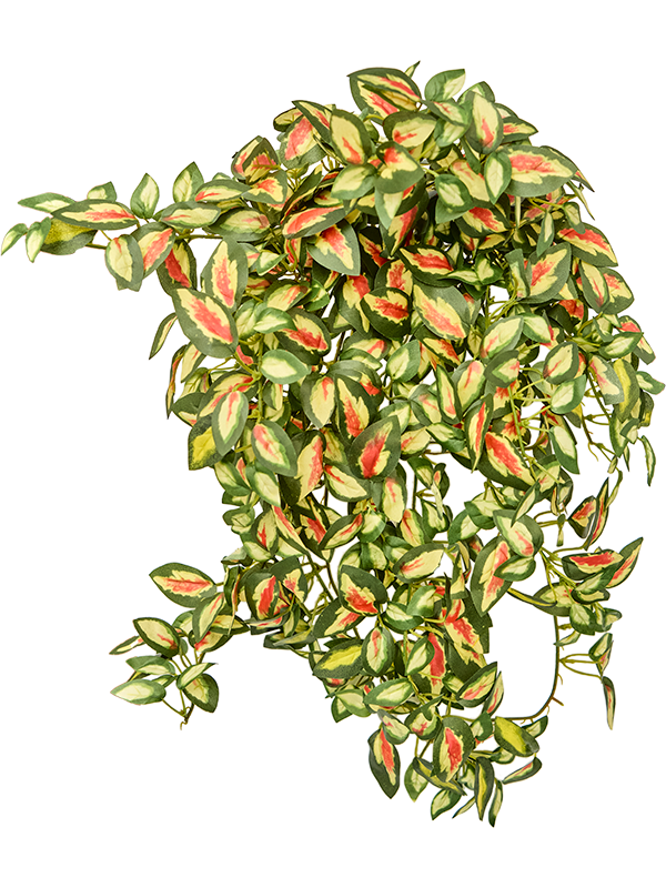 Hoya Artificial Plant Premium Faux 50cm Height