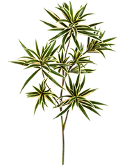 Dracaena Reflexa Var. Artificial Plant Premium Faux 70cm Height