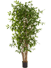 Dracaena Surculosa Artificial Plant Premium Faux 150cm Height
