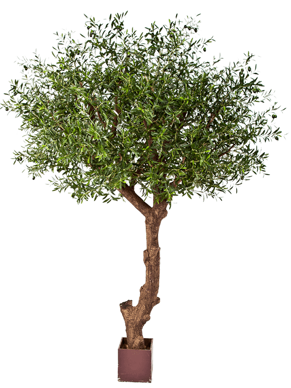 Olive Artificial Plant Premium Faux 270cm Height