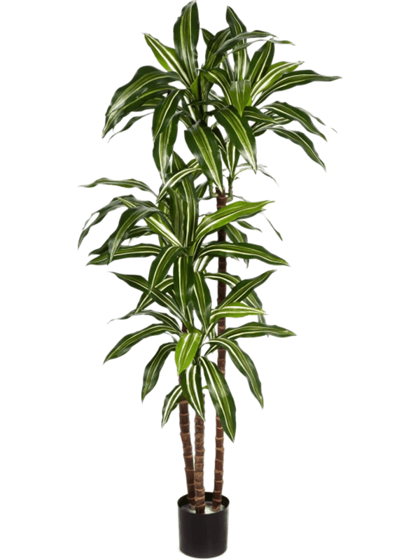 Dracaena Fragrans Var. Artificial Plant Premium Faux 150cm Height