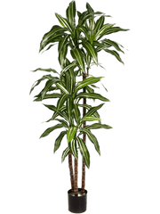 Dracaena Fragrans Var. Artificial Plant Premium Faux 150cm Height