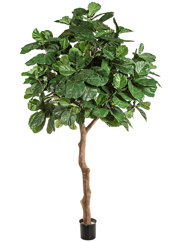 Fiddle Leaf Giant Tree Artificial Plant Premium Faux 360cm Height