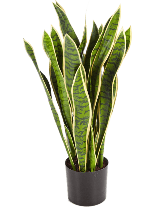 Sansevieria Artificial Plant Premium Faux 80cm Height