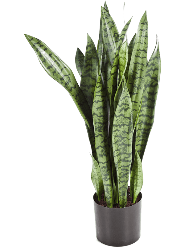 Sansevieria Artificial Plant Premium Faux 80cm Height