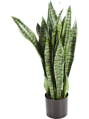 Sansevieria Artificial Plant Premium Faux 80cm Height