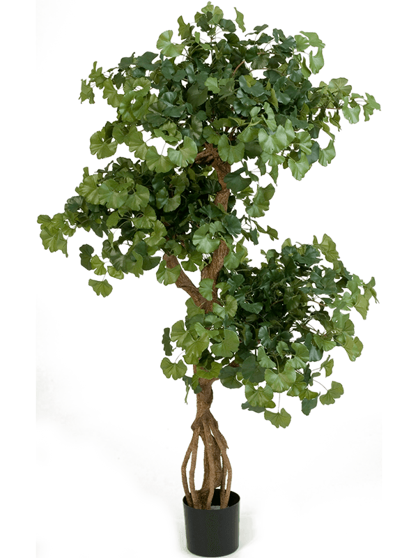 Gingko Biloba Artificial Plant Premium Faux 145cm Height