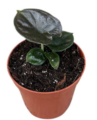 Alocasia Black Magic 8cm Pot 12cm Height House Plant