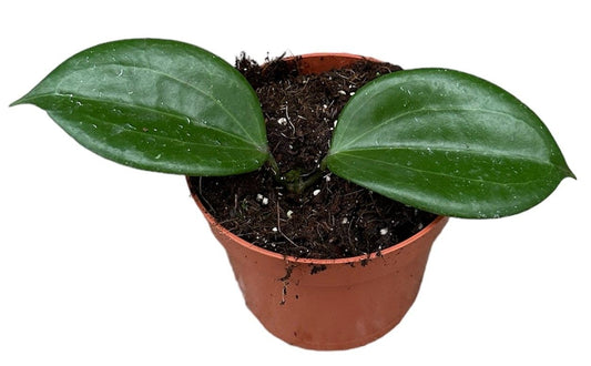 Hoya Quinquenervia 10.5cm Pot 15cm Height House Plant