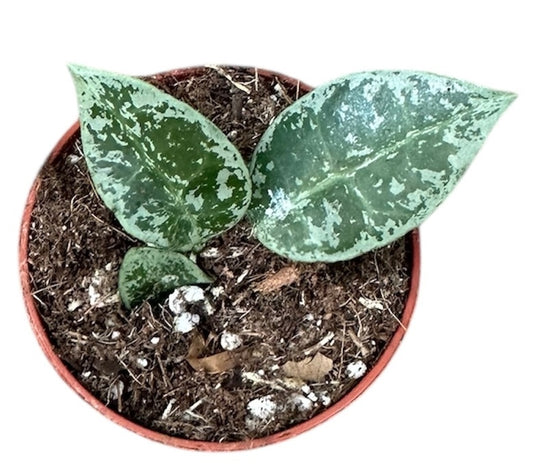 Hoya Lacunosa Snow Leopard 6cm Pot 8cm Height House Plant