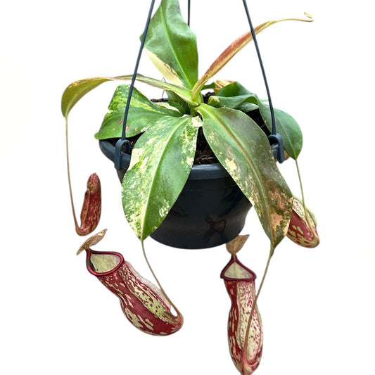 20 - 30cm Nepenthes Gaya Variegated (Exact Plant) 14cm Pot
