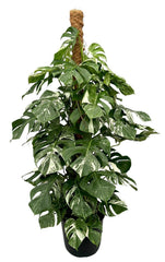 XXL Variegated Monstera Albo Mosspole House Plant 32cm Pot 160cm Height