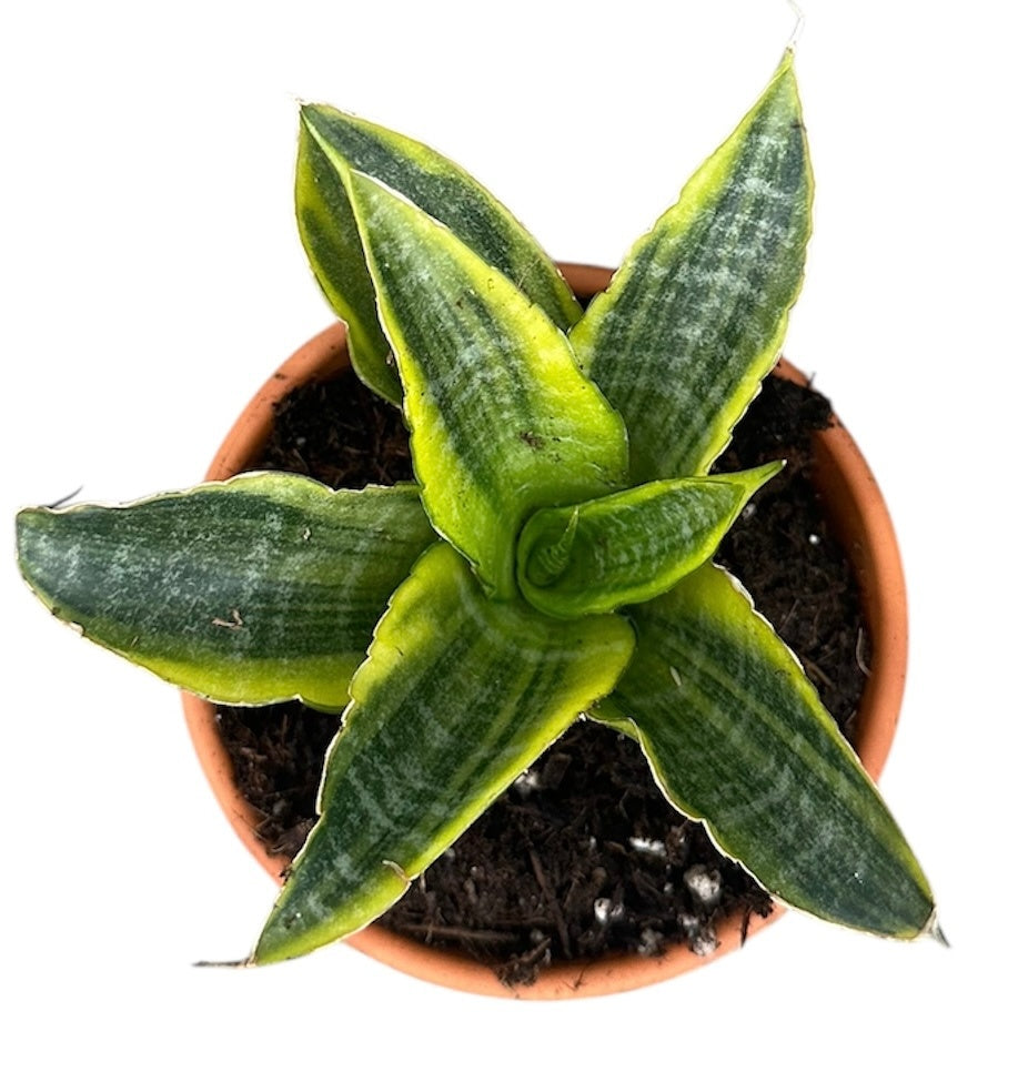 Sansevieria Gabriella Variegata 8cm Pot House Plant