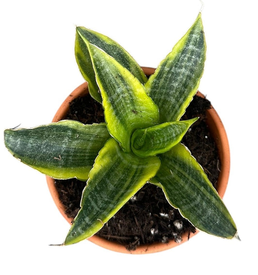 Sansevieria Gabriella Variegata 8cm Pot House Plant