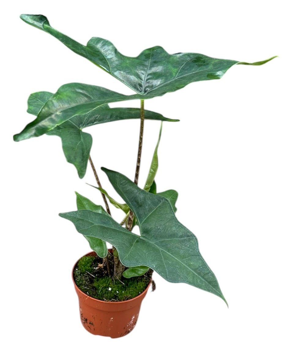 Alocasia Batwing 10.5cm Pot 15cm Height House Plant