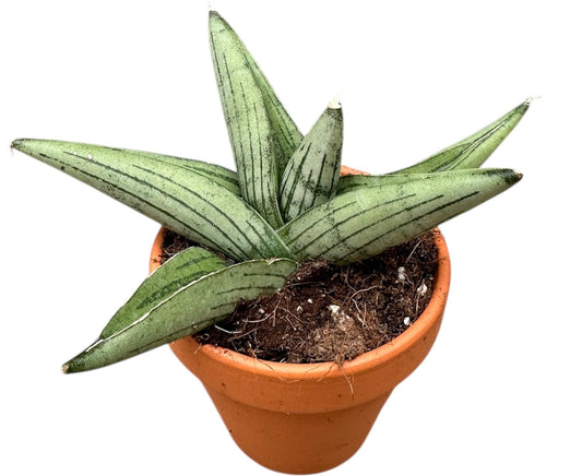 Sansevieria Rookie 8cm Pot House Plant