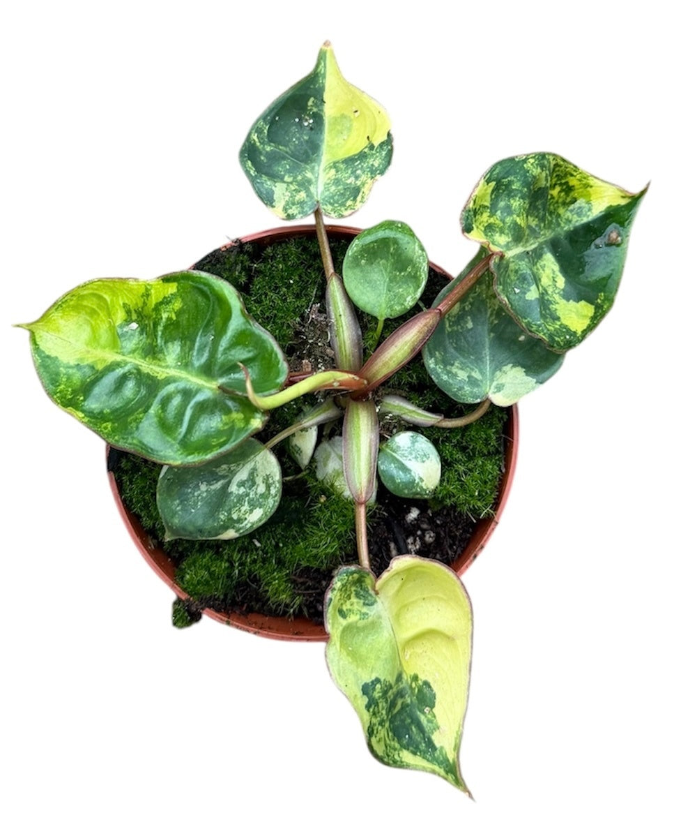 Variegated Philodendron Billietiae Variegata House Plant 8cm Pot