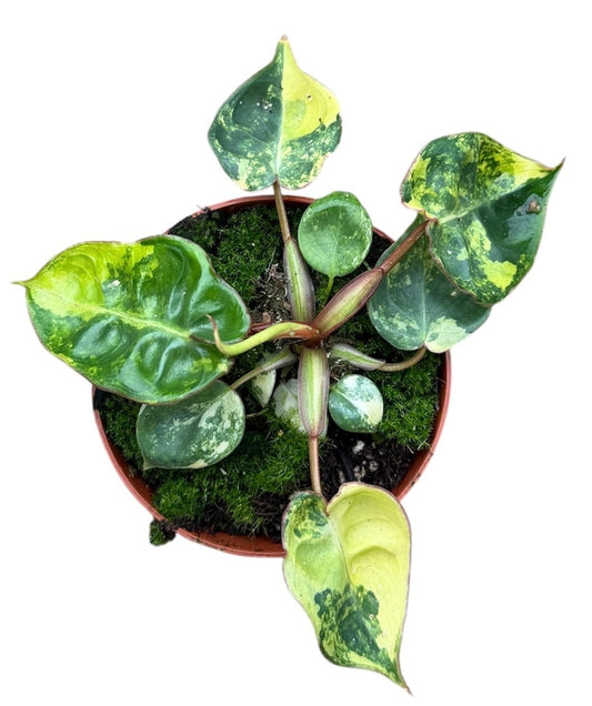 Variegated Philodendron Billietiae Variegata House Plant 8cm Pot