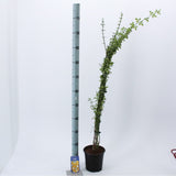 8x Jasminum nudiflorum 14cm Pot 50cm Shrub Plant Shrubs