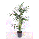 90 - 100cm Kentia Palm Howea Forsteriana 17cm Pot House Plant House Plant