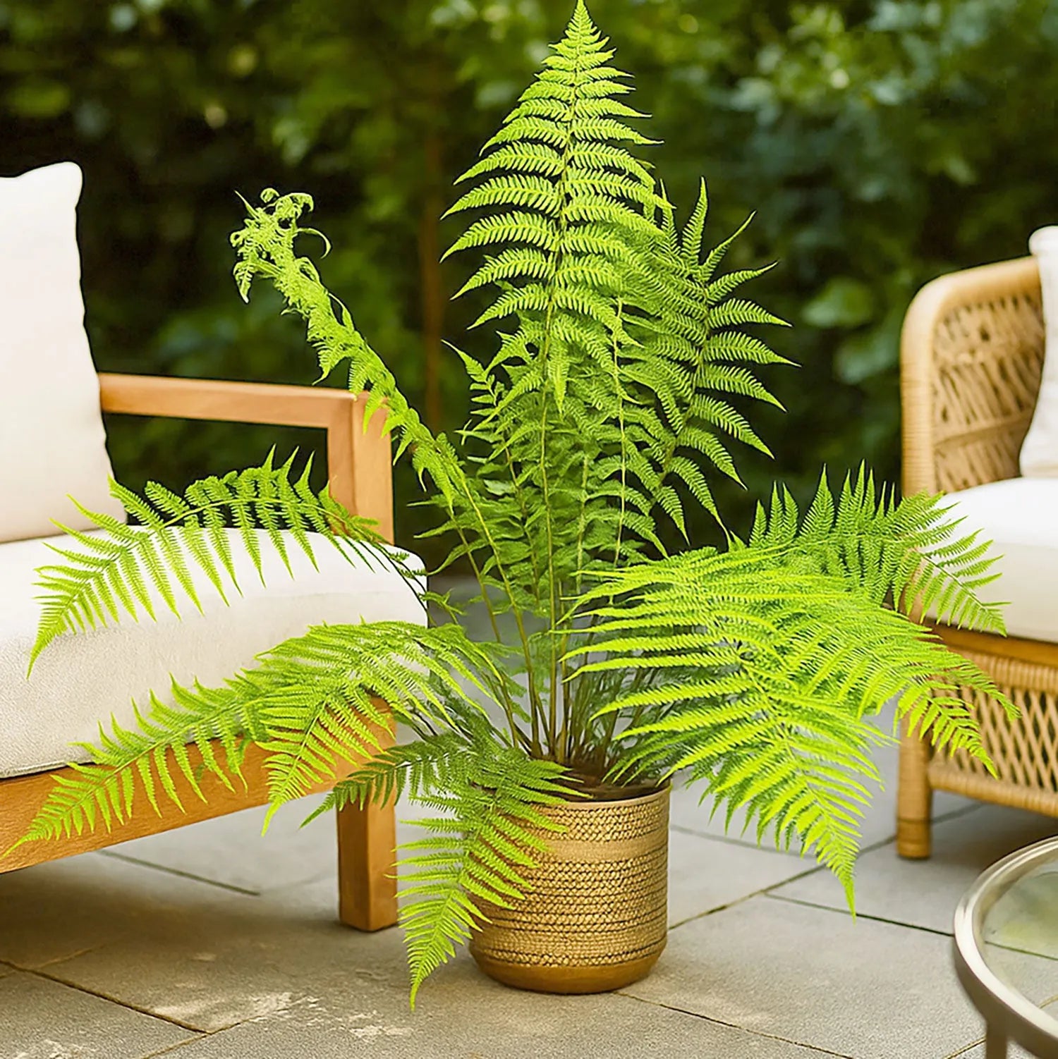 90 - 100cm Dicksonia Antarctica 24cm Pot House Plant