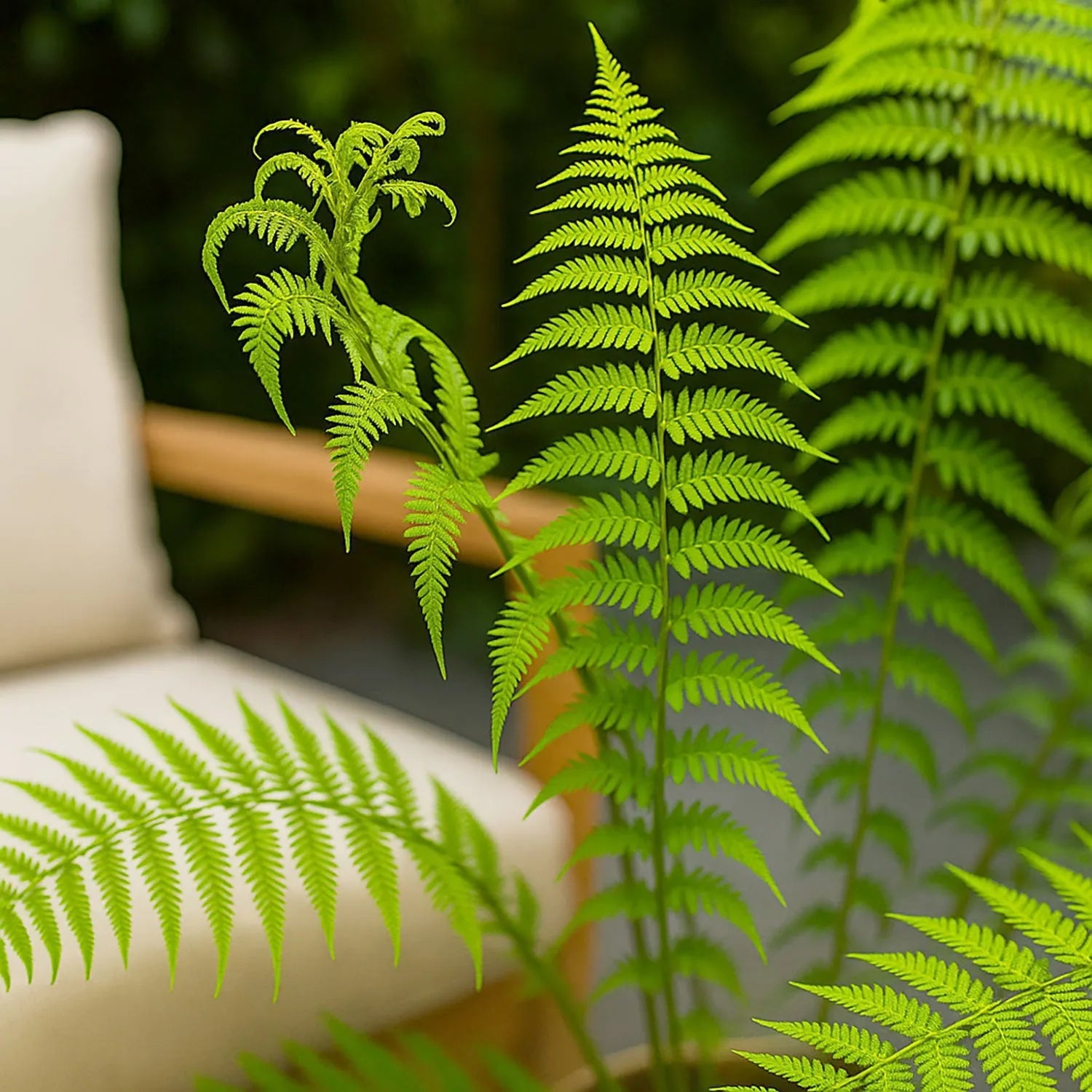 90 - 100cm Dicksonia Antarctica 24cm Pot House Plant