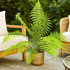 90 - 100cm Dicksonia Antarctica 24cm Pot House Plant