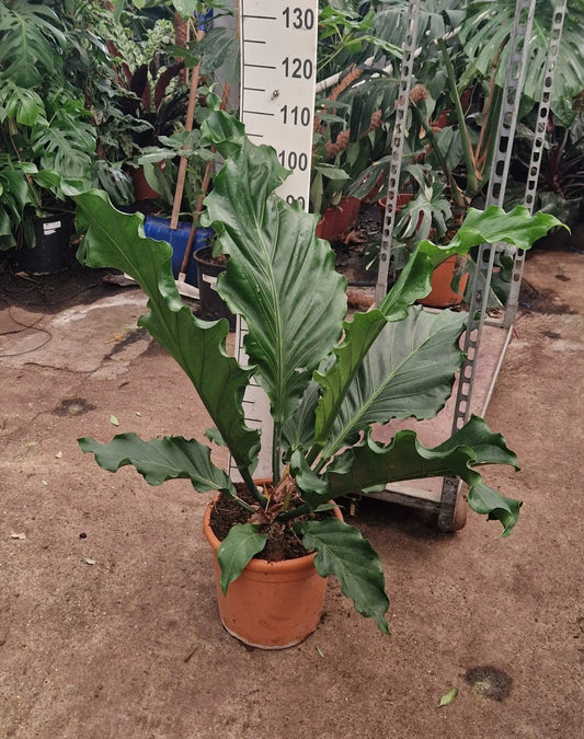 90 - 100cm XXL Anthurium Crassinervium Karma Birdnest 35cm Pot House Plant