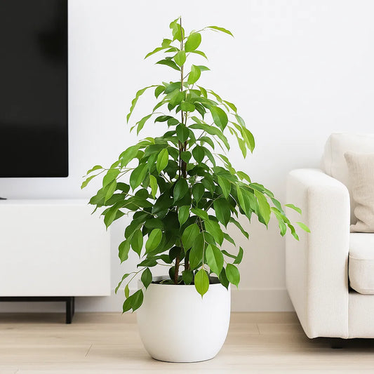 90 - 110cm Ficus Anastasia Rubber Plant 21cm Pot House Plant