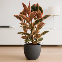 90 - 110cm Ficus Belize 3 Stem Rubber Plant 27cm Pot House Plant