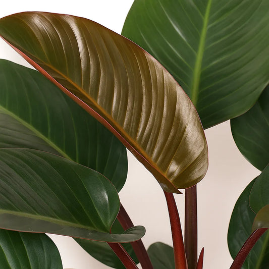 90 - 110cm Philodendron Rojo Congo 27cm Pot House Plant